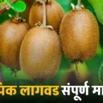 kiwi fruit farming
