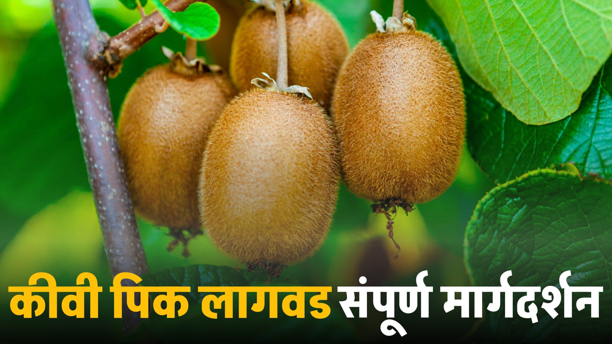 kiwi fruit farming
