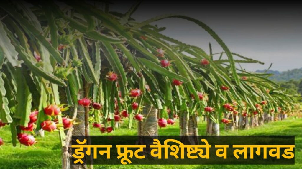Dragon Fruit Farming