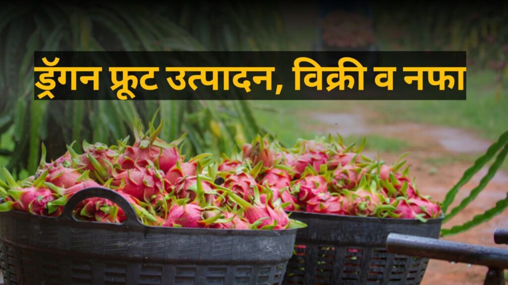 Dragon Fruit Farming