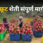 Dragon Fruit Farming