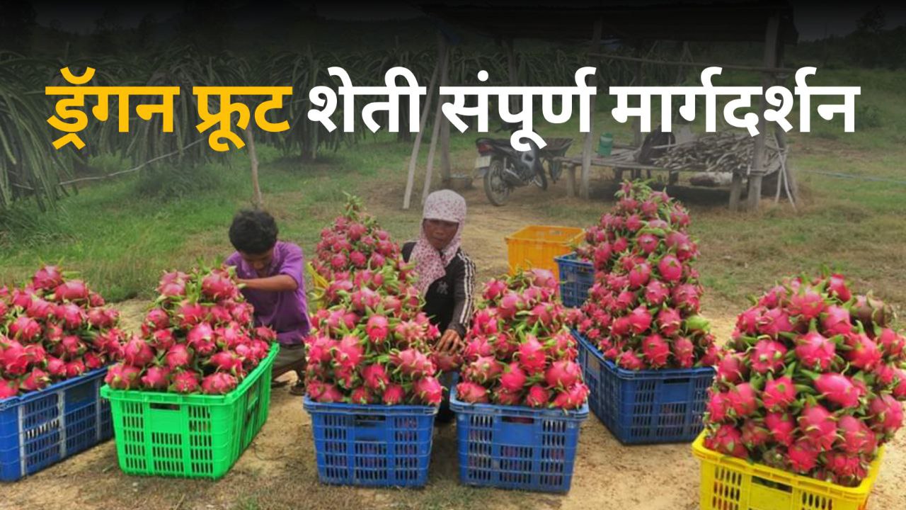 Dragon Fruit Farming