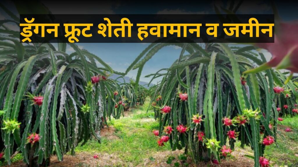 Dragon Fruit Farming